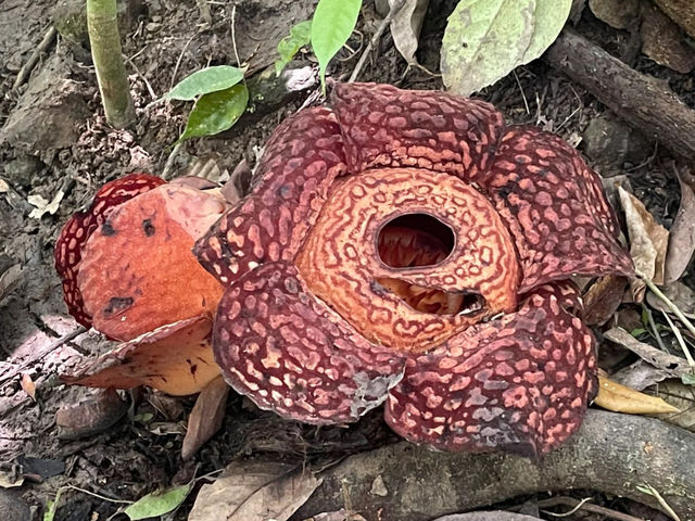 Live at the Sabah Kota Kinabalu Rafflesia (King of Flowers) Spot!