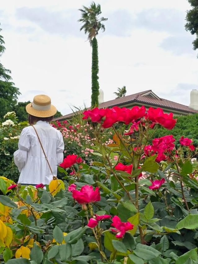 横浜🌹素敵な癒しのスポット🌹港の見える丘公園🥰