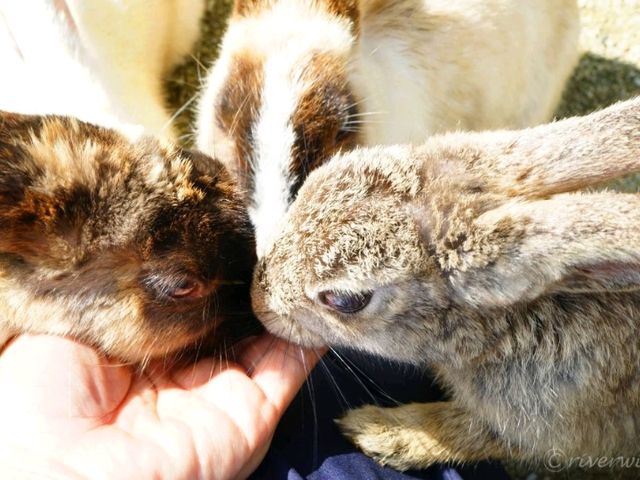 【沖縄】うさぎとビーチと大自然が楽しめる無人島「カヤマ島」