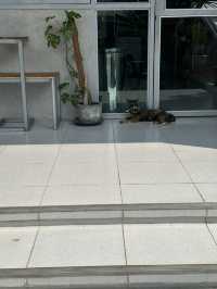T O F F Y cafe เขื่อนขุนด่านปราการชล