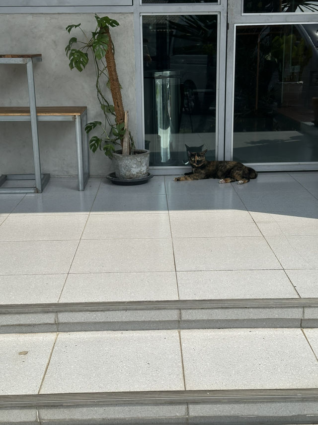 T O F F Y cafe เขื่อนขุนด่านปราการชล
