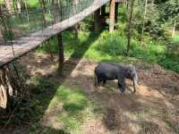 Elephant Conservation Center at Kenyir Lake, Terengganu