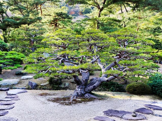 【🇯🇵高松】栗林公園内の風情ある茶室「掬月亭」で味わう抹茶のひととき