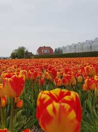 Tulips in Lisse: A Stunning Springtime Spectacle
