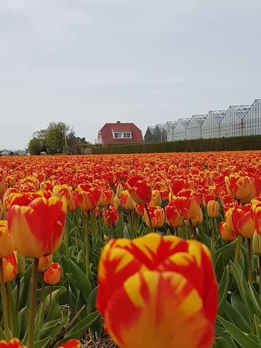 Tulips in Lisse: A Stunning Springtime Spectacle