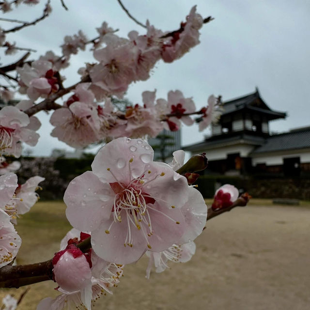 🏯✨ Hiroshima Castle Weekend Escape: Phoenix of the Peace City
