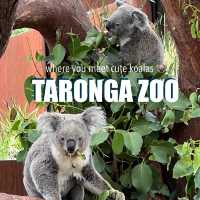 Must-Visit in Sydney: Taronga Zoo 🐨💖