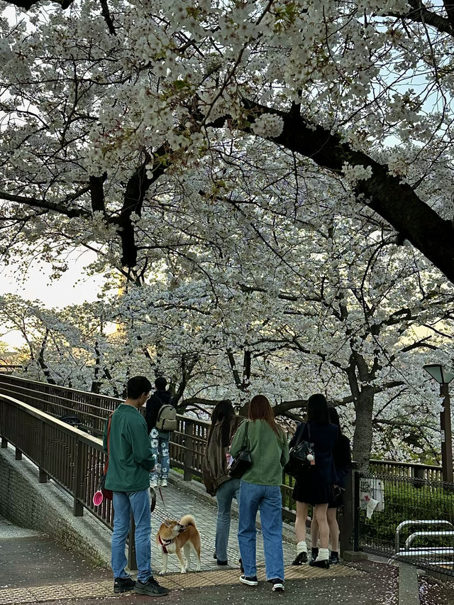 โอซาก้า🇯🇵