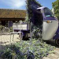 Tihany: Lavender Dreams by Balaton's Jelly Sea! 💜