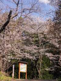 宮城・春日櫻花散策路線｜ 船岡城址公園＆一目千本櫻
