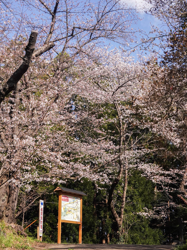宮城・春日櫻花散策路線｜ 船岡城址公園＆一目千本櫻