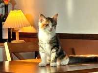 Catfe' คาเฟ่แมวบุรีรัมย์