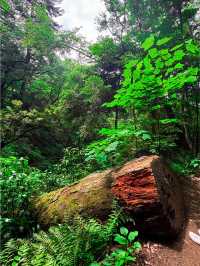 【都心から1時間でいく】癒しの半日高尾山⛰️レポ