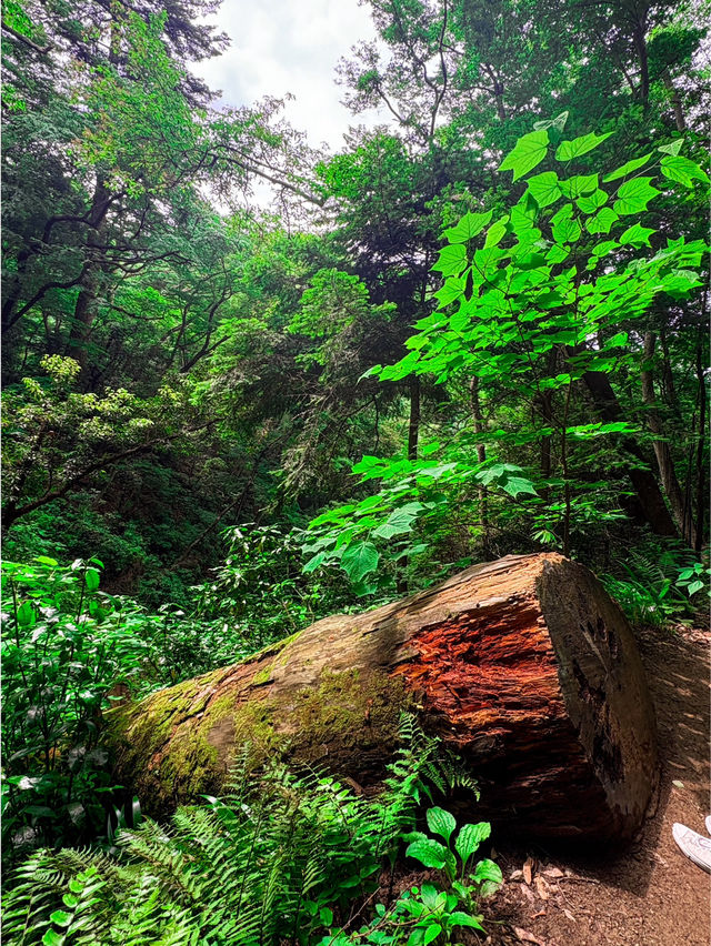 【都心から1時間でいく】癒しの半日高尾山⛰️レポ