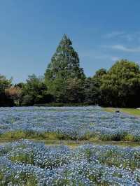 🌳自然と遊びが融合する癒しの空間「清水公園」でアクティブな休日を