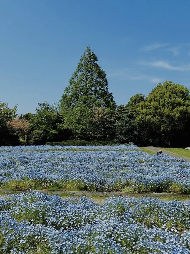 🌳自然と遊びが融合する癒しの空間「清水公園」でアクティブな休日を