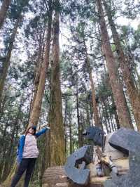 A Dreamy Walk at Alishan