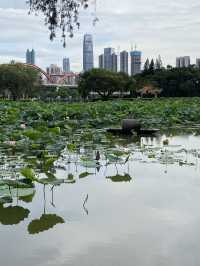 深圳洪湖公園，一年一度的荷花展，千萬不要錯過啊🪷