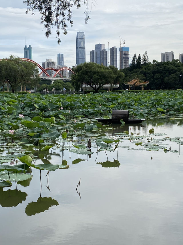 深圳洪湖公園，一年一度的荷花展，千萬不要錯過啊🪷