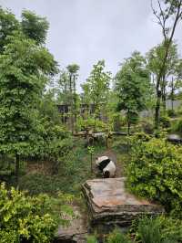 🐼 Ultimate Chengdu Giant Panda Base Adventure: Your Complete Guide to Panda Paradise! 🎋
