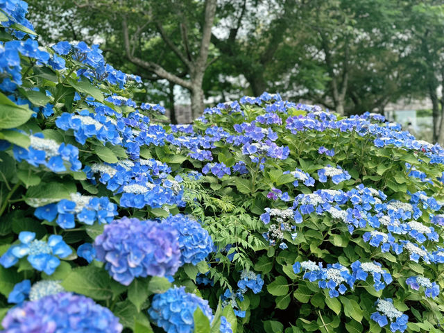 😎 여름 날의 🫖 오설록 티뮤지엄 그리고 수국
