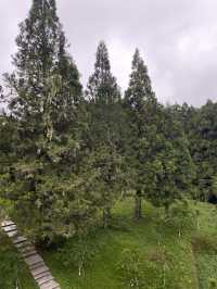 🌲 阿里山森林遊樂區攻略｜五奇連發 × 森林小火車 × 日出雲海 🌄 