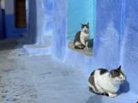 【シャウエン（Chefchaouen）は“猫の国”｜青い迷路でのんびり佇む癒しの相棒たち】