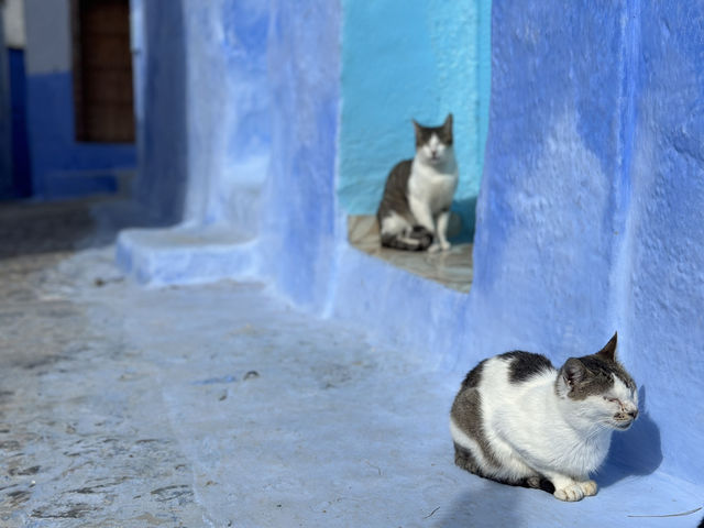【シャウエン（Chefchaouen）は“猫の国”｜青い迷路でのんびり佇む癒しの相棒たち】