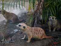 小孩放電、大人放鬆！這座動物園超乎你想像
