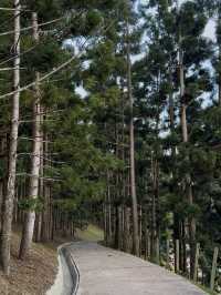 Hilltop Views & Pine Vibes – My Walk at Taman Saujana Hijau