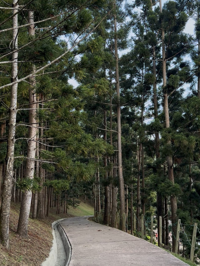 Hilltop Views & Pine Vibes – My Walk at Taman Saujana Hijau