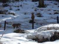 🐒 Jigokudani Yaen-Koen – A Snow Monkey Experience Worth the Hike