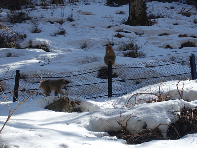 🐒 Jigokudani Yaen-Koen – A Snow Monkey Experience Worth the Hike