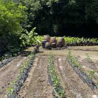 Summer Serenity: Discovering Jeju's Traditional Charm