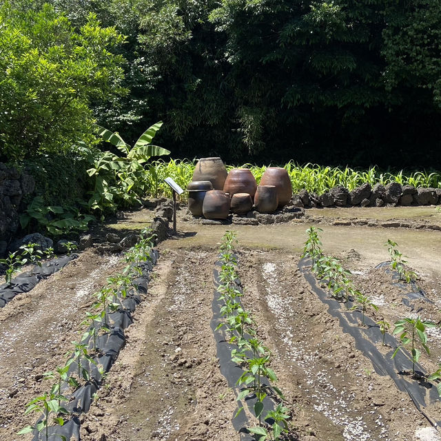 Summer Serenity: Discovering Jeju's Traditional Charm