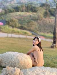 คาเฟ่  ฟาร์มแกะในเมืองเชียงราย ABONZO