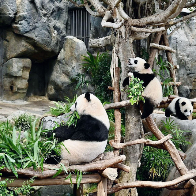 Day 1: Hong Kong Highlights Extravaganza