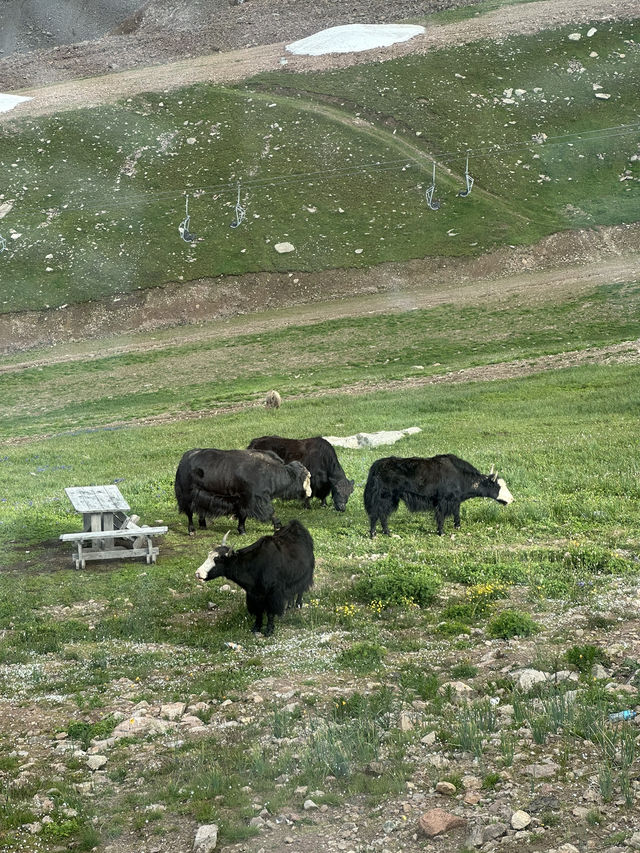 Experience Nature at Tenir Eco Hotel in Shymbulak Mountain 🇰🇿