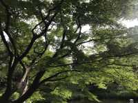 【雑司ヶ谷　鬼子母神　夏の朝の散歩】