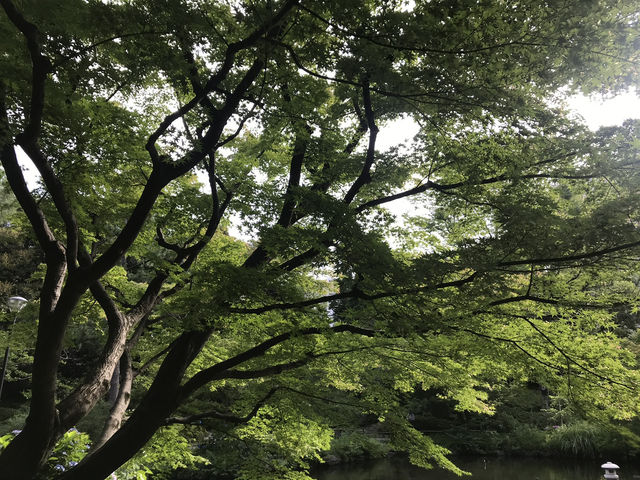 【雑司ヶ谷　鬼子母神　夏の朝の散歩】