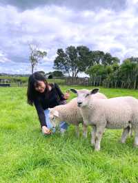 ไปหาน้องแกะที่ Ambury Farm Regional Park📍🐑