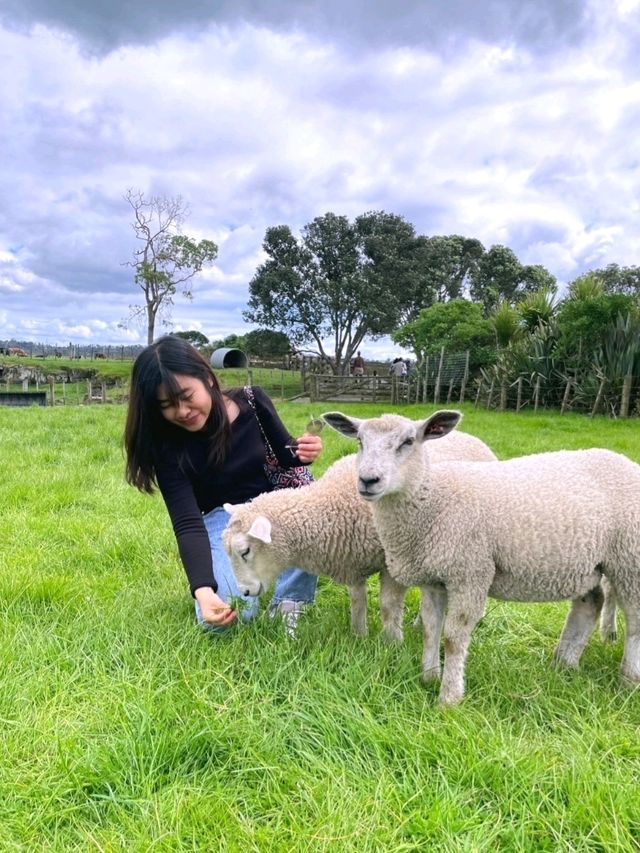 ไปหาน้องแกะที่ Ambury Farm Regional Park📍🐑