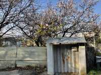 Spring around Suwon Hwaseong Fortress