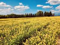 🌿 Solo Escape to Farm Tomita Lavender Fields (East)