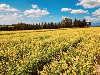🌿 Solo Escape to Farm Tomita Lavender Fields (East)