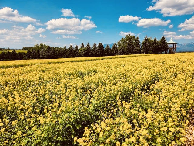 🌿 Solo Escape to Farm Tomita Lavender Fields (East)