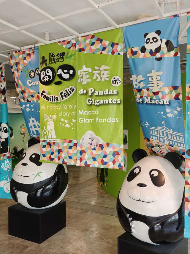 可愛的小熊貓落在澳門🐼🐼