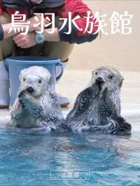 国内で唯一ラッコに会えるの水族館🦦🐚‎🫧【三重県・鳥羽】
