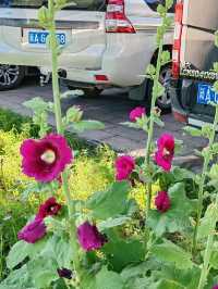 Where Blooms Meet Tranquility: The Park at Xigema International Hotel