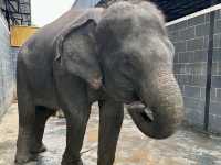 Chang Puak Elephant Camp